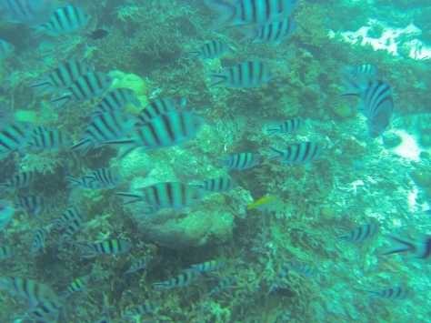 Scuba Diving Coron - One fish turned back and found its way to me!