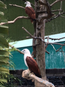 Manila Ocean Park - Birds of Prey (Philippine Eagle)